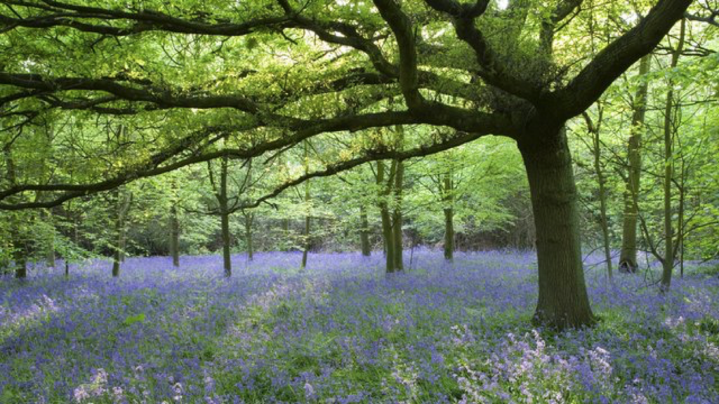 Photograph of bluebell woods from the National Trust