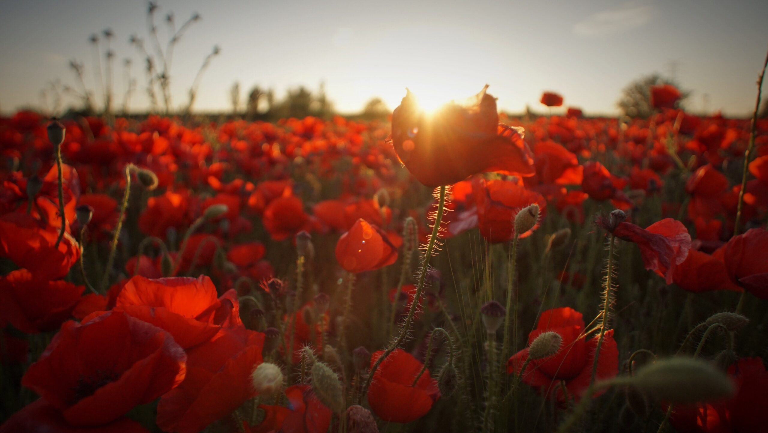 Armistice Day war poppies